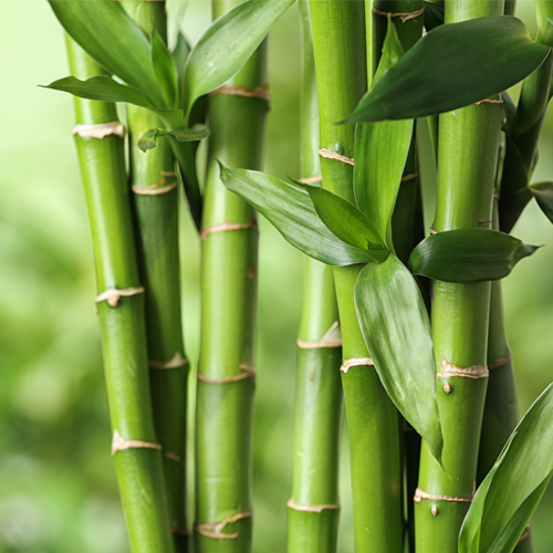 bamboo 500x500px