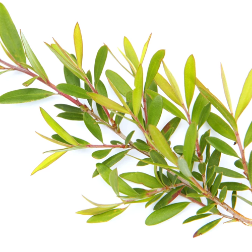 tea tree 500x500px