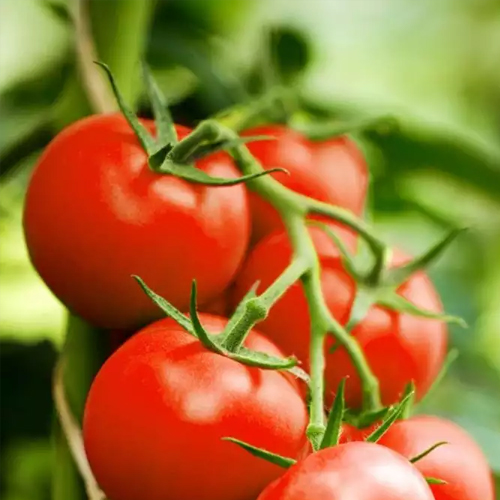 tomato2